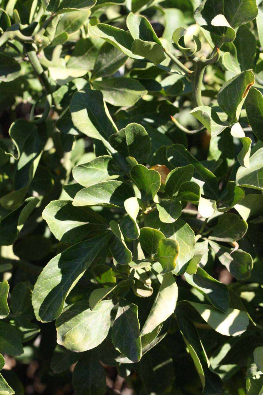              Sun leaves (Riverside, CA)       